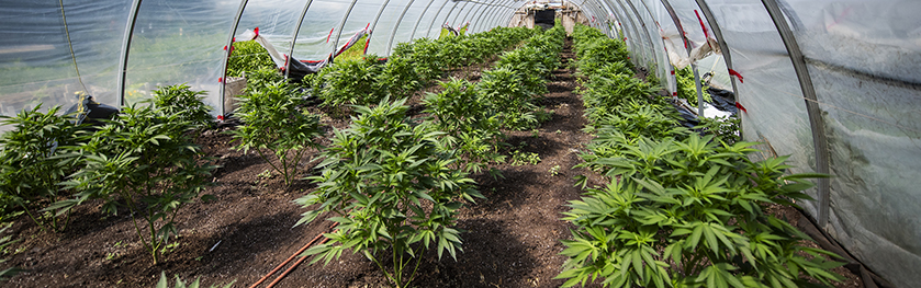 Rows of cannabis plants in an outdoor greenhouse