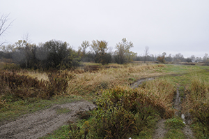 A field in autumn, bordered by trees