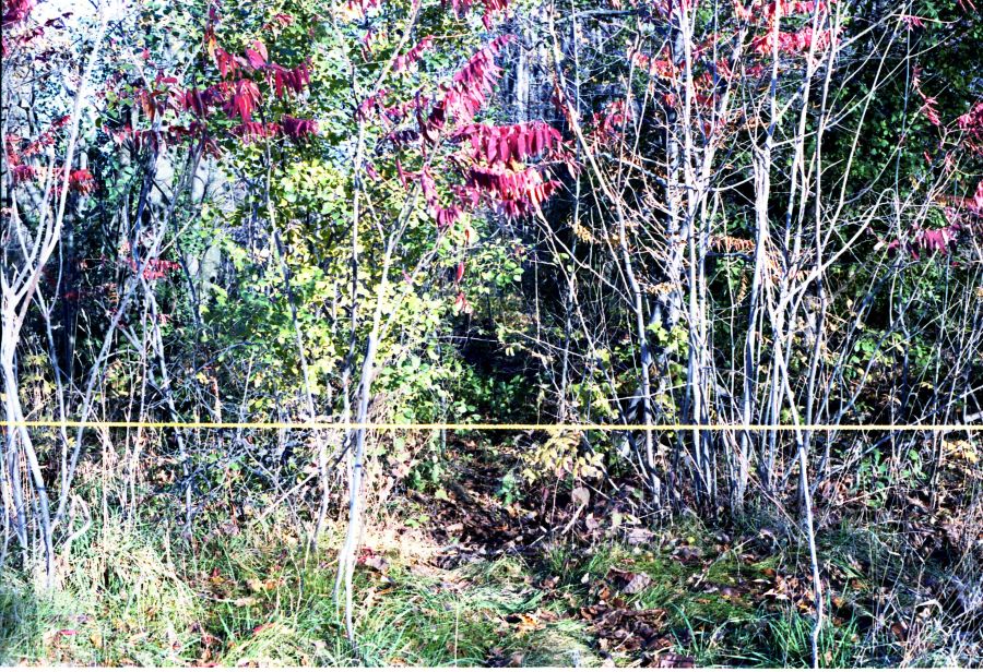 Crime scene photo of area where Benita Tarantino's body was found in 1985.