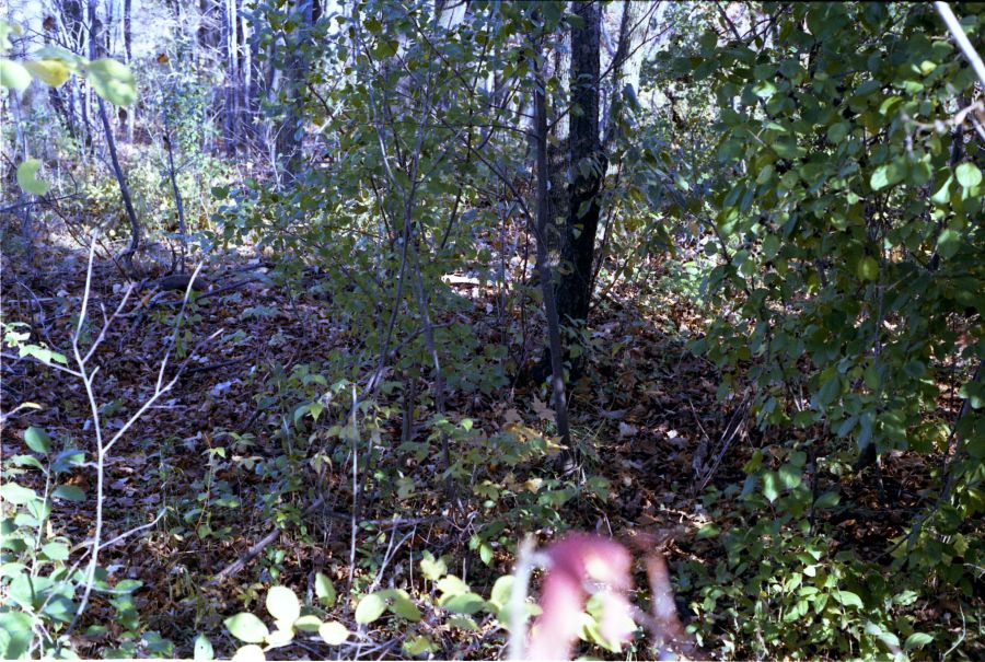 Crime scene photo of area where Benita Tarantino's body was found in 1985.
