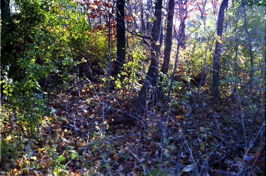 Crime scene photo of area where Benita Tarantino's body was found in 1985.