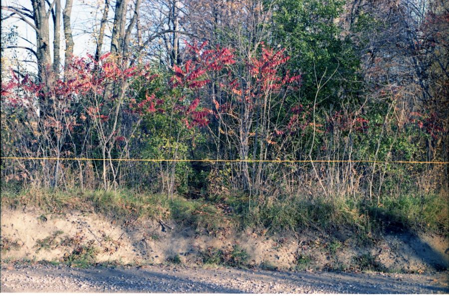 Crime scene photo of area where Benita Tarantino's body was found in 1985.