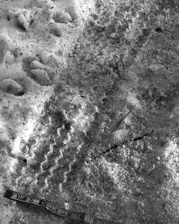Close up crime scene photo of tire tracks in the snow.