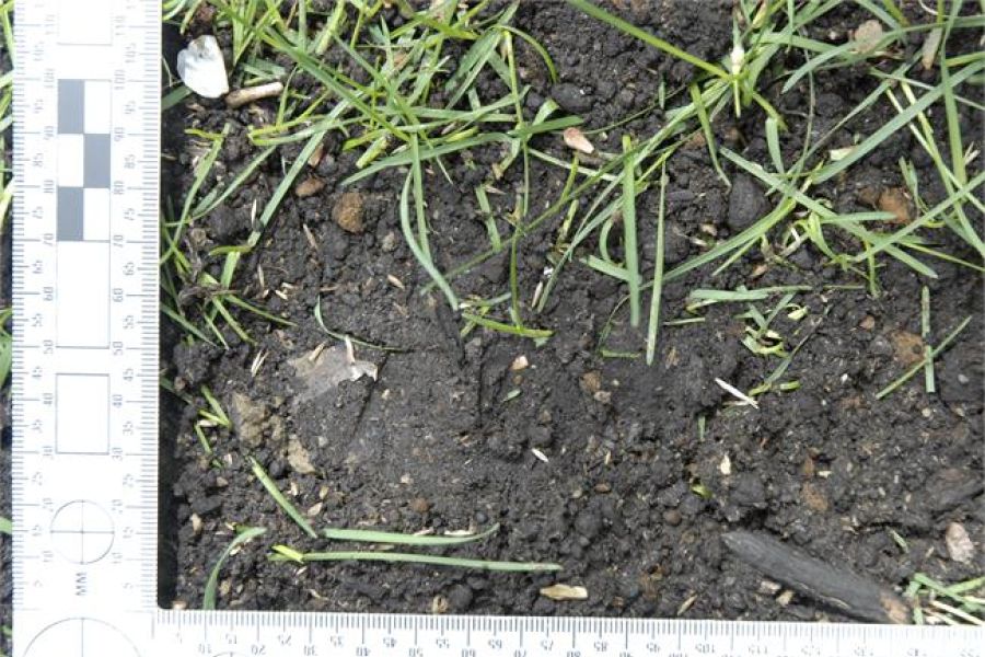 Crime scene photo of cold case from May 8, 2008 of the suspect's shallow footprints that were left behind in the grass.