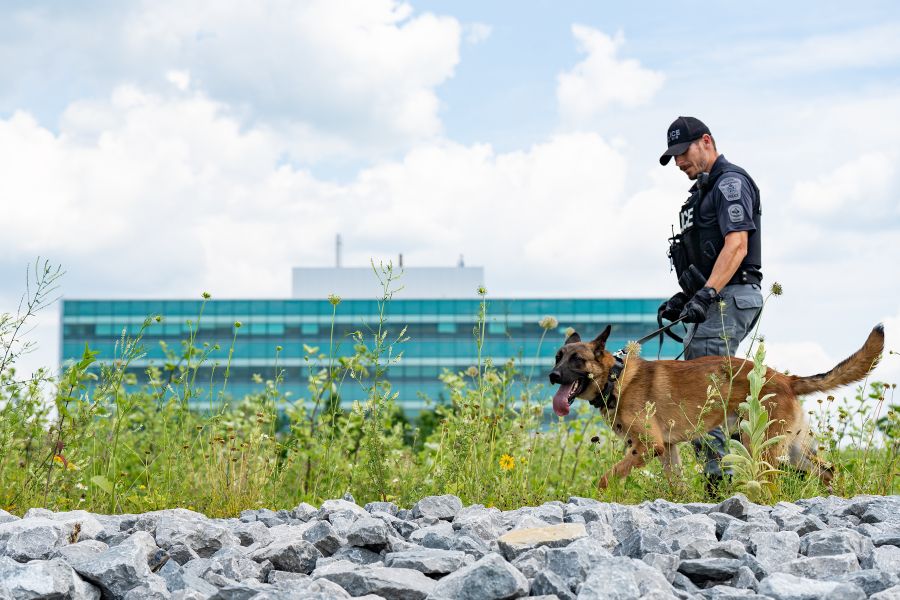 A man in a police uniform walks next to a large dog